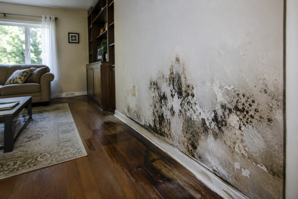 Black mold growth on water damaged drywall wall with peeling paint