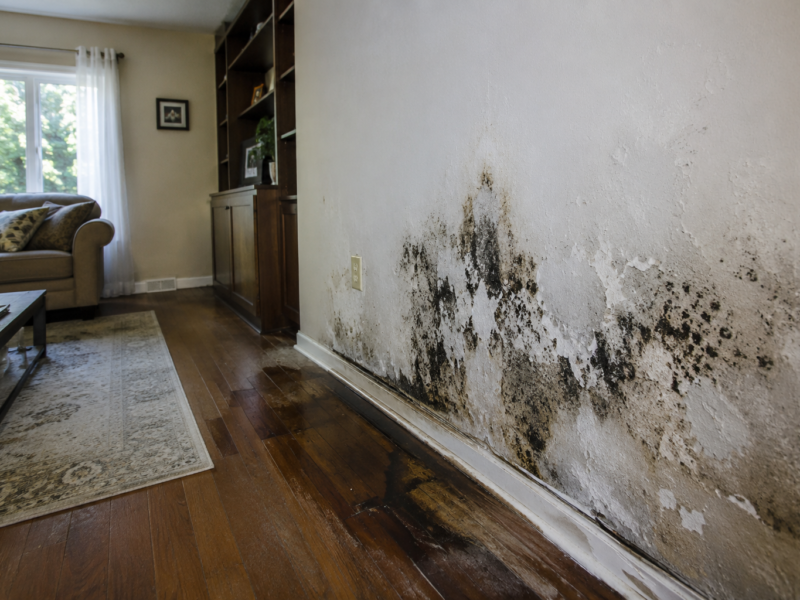 Water Damage and Mold – Why Every Flood Creates a Hidden Mold Risk in Your Home